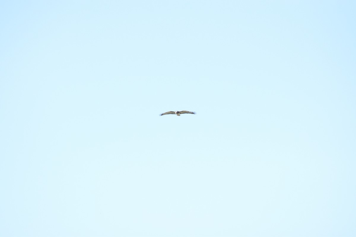 Faucon pèlerin - ML645761456