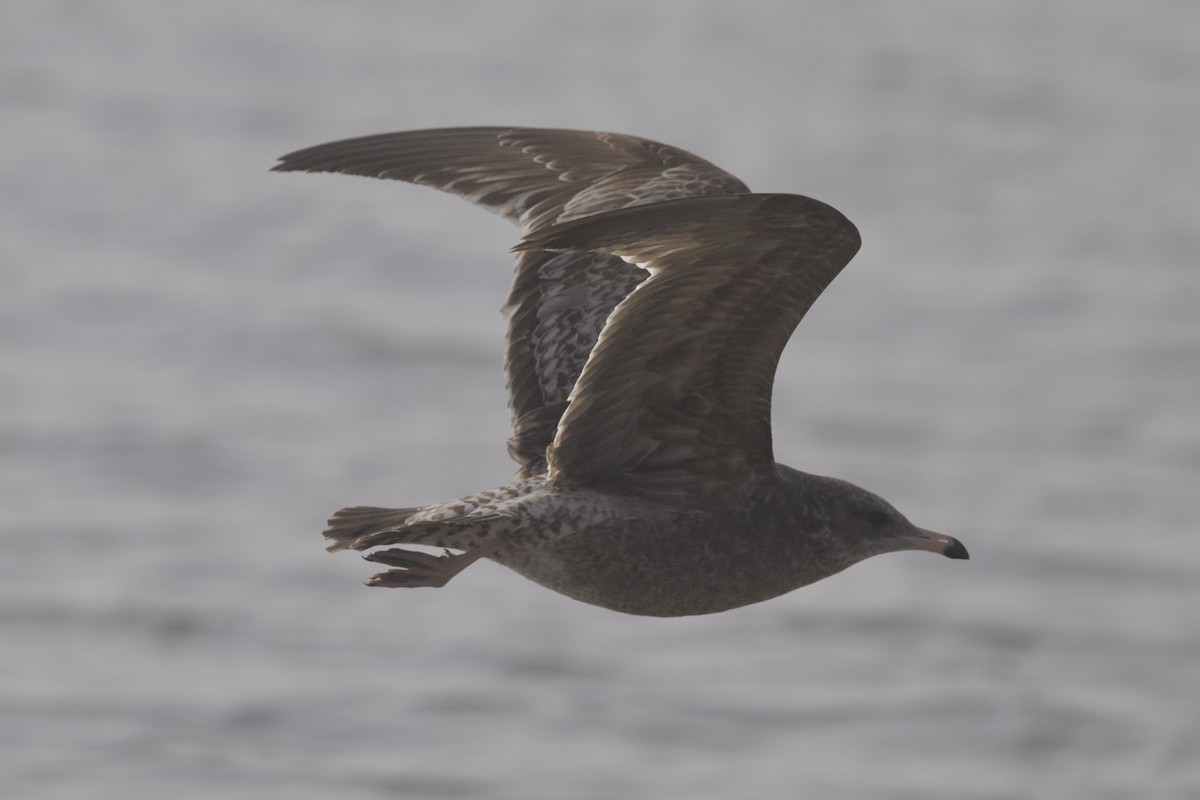 Goéland de Californie - ML645761457