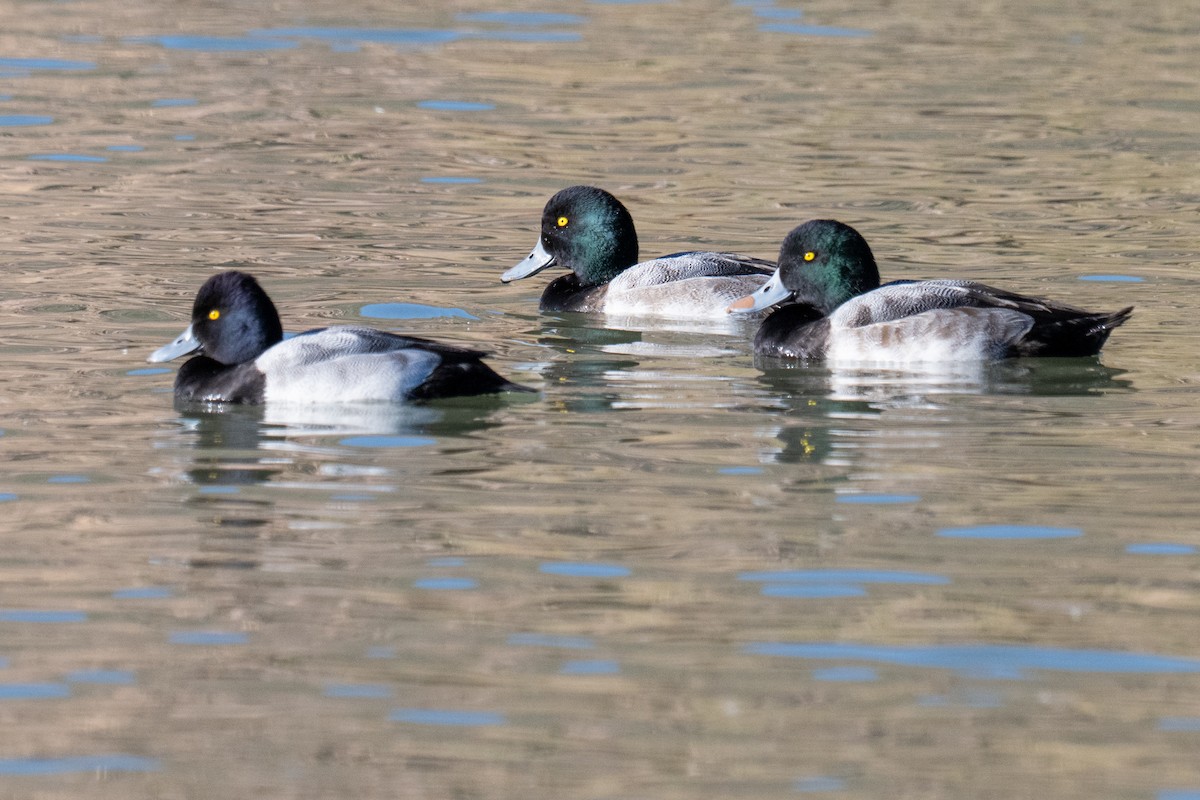 Fuligule milouinan - ML645761458