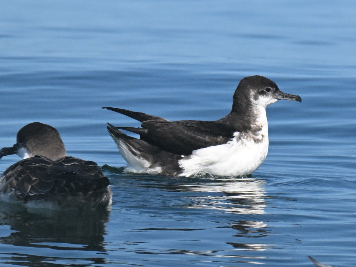 Manx Shearwater - ML645761460