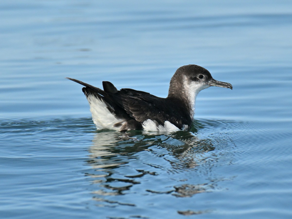 Manx Shearwater - ML645761461