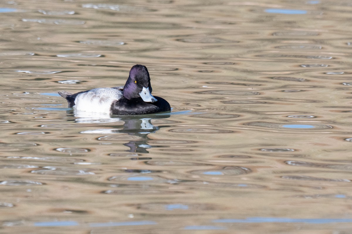 Petit Fuligule - ML645761462