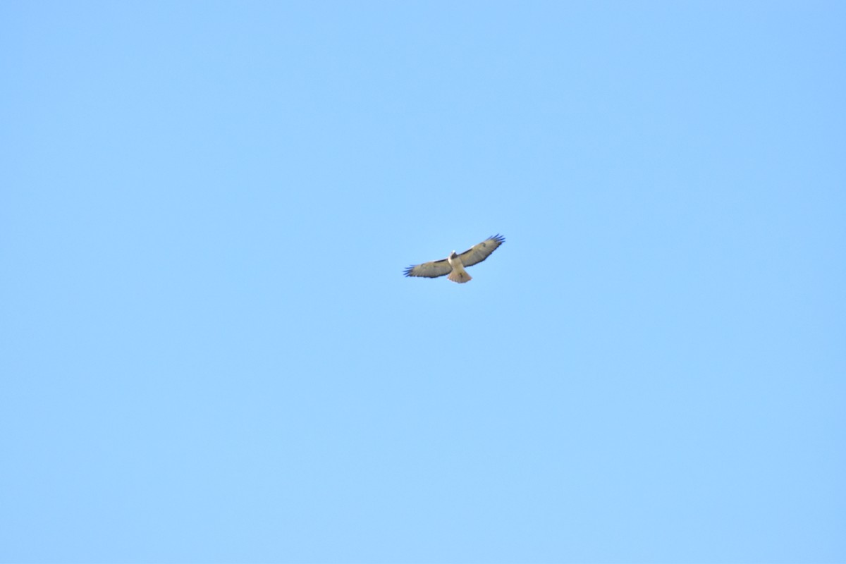 Faucon pèlerin - ML645761464