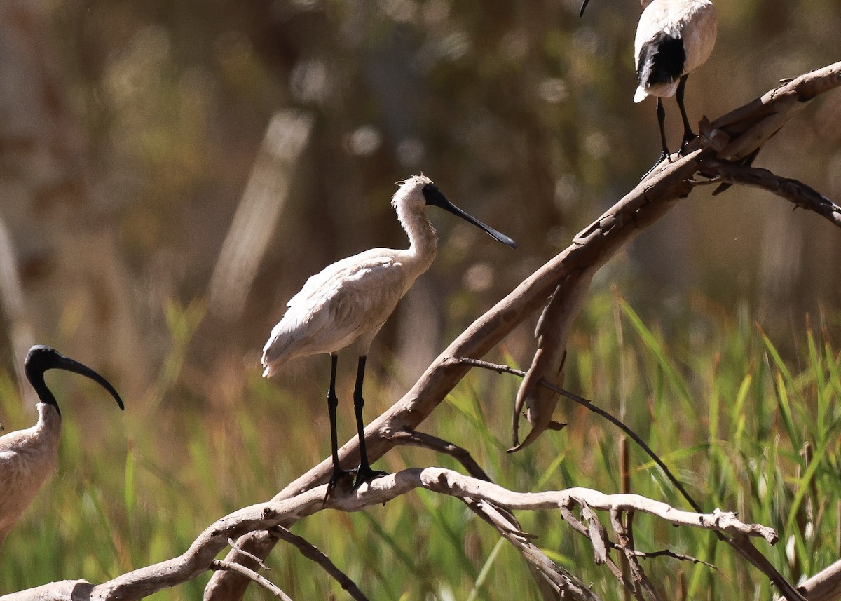 Spatule royale - ML645761465