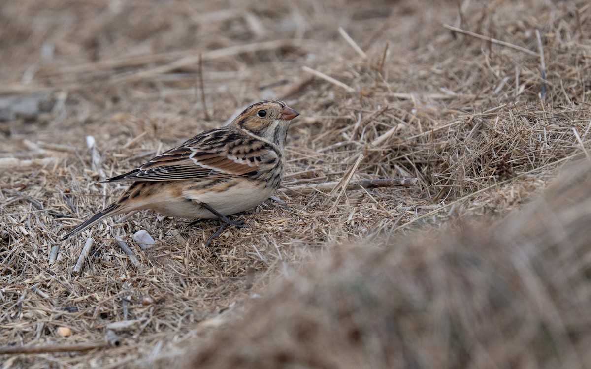 Lapland Longspur - ML645761466