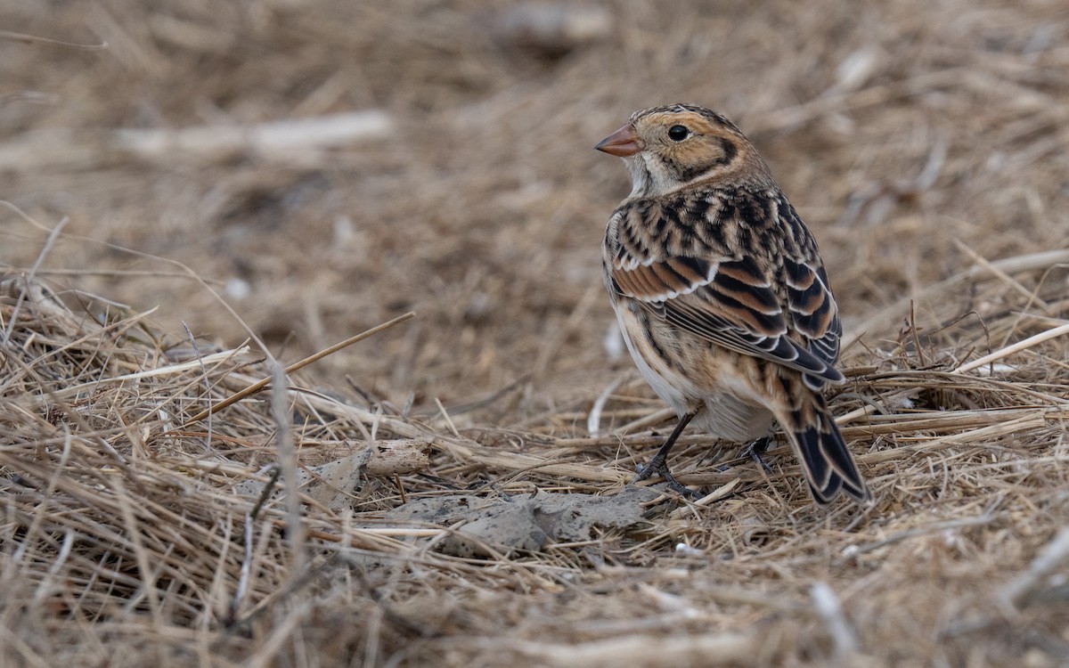 Lapland Longspur - ML645761467