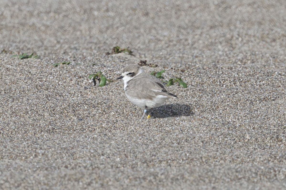 Pluvier neigeux (nivosus) - ML645761468