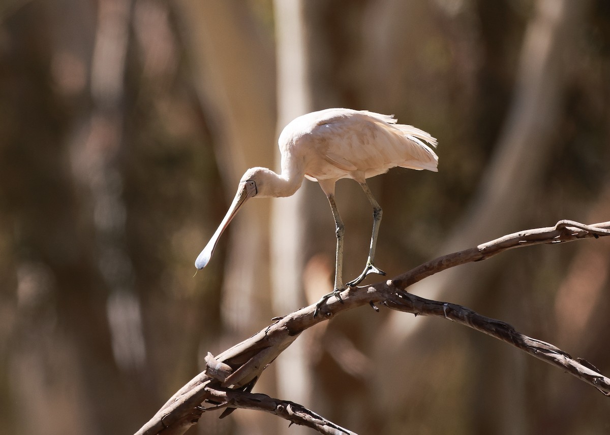 Spatule à bec jaune - ML645761469