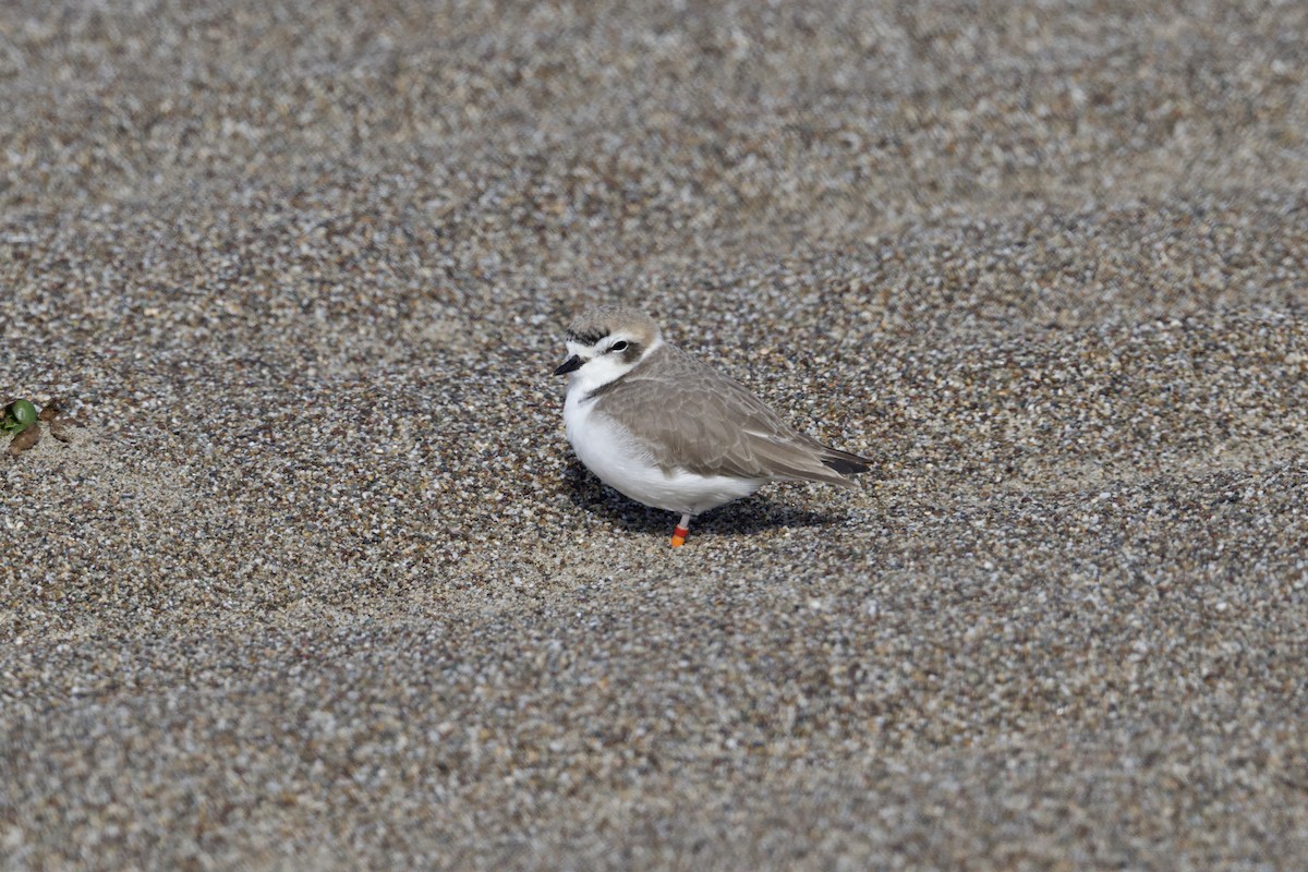 Pluvier neigeux (nivosus) - ML645761470