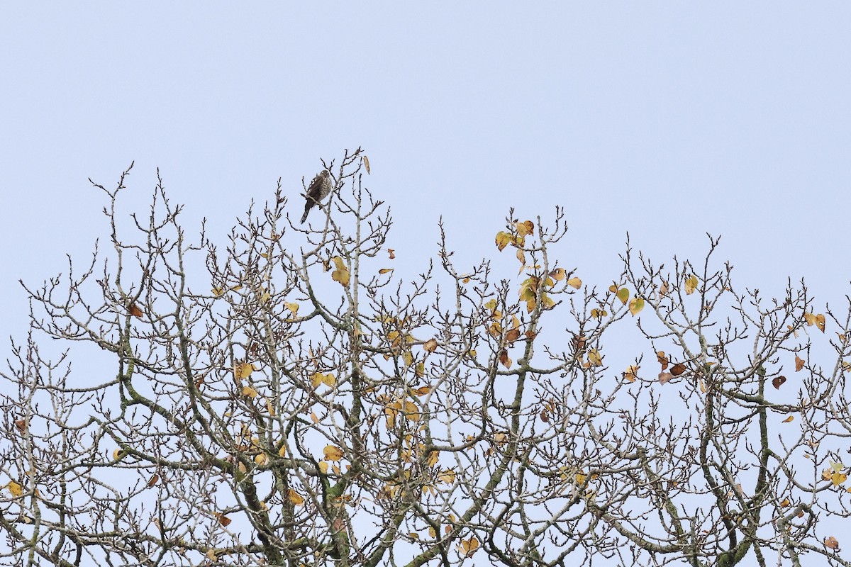 Épervier brun - ML645761471