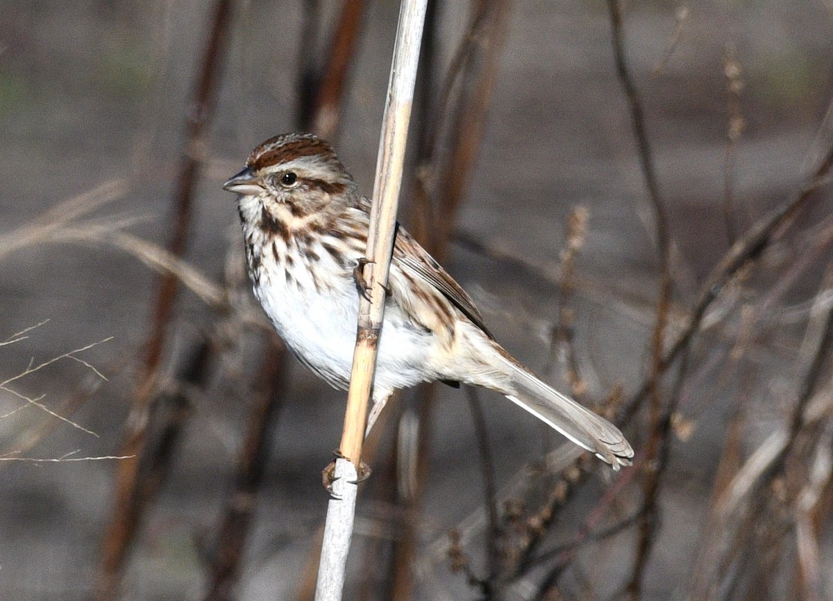 Bruant chanteur - ML645761472