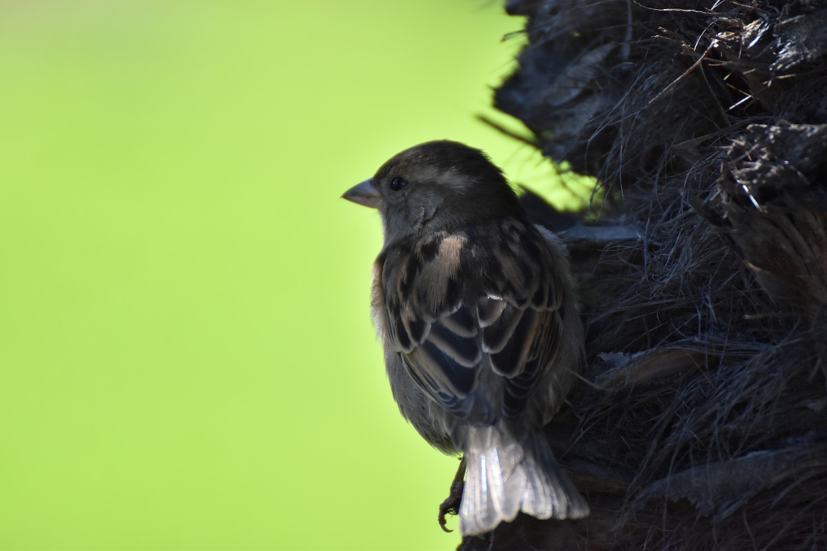 Moineau domestique - ML645761473