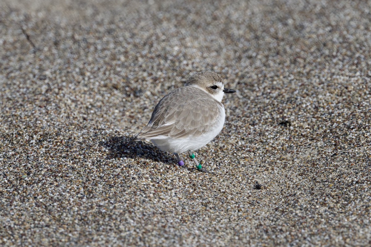 Pluvier neigeux (nivosus) - ML645761475