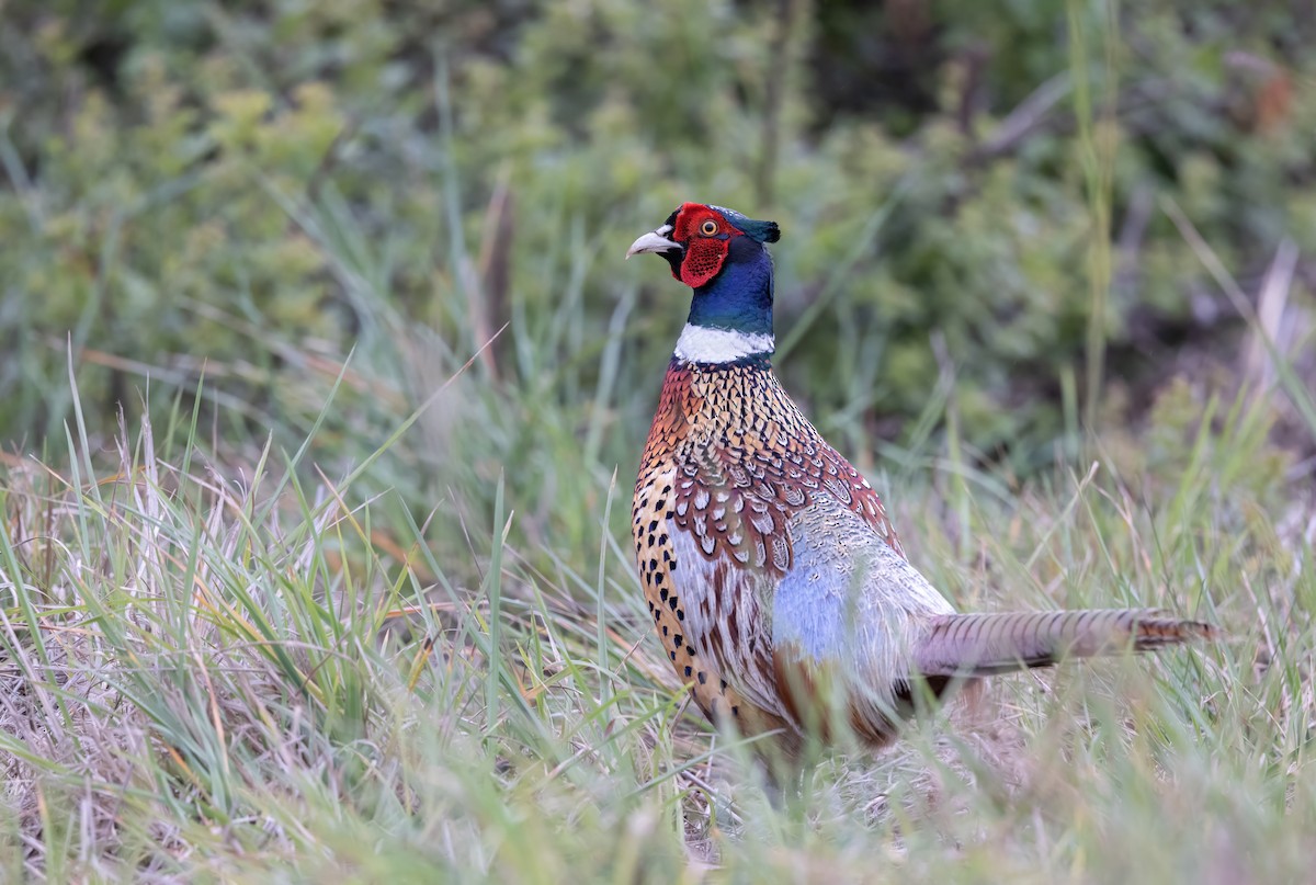 Faisan de Colchide - ML645761476