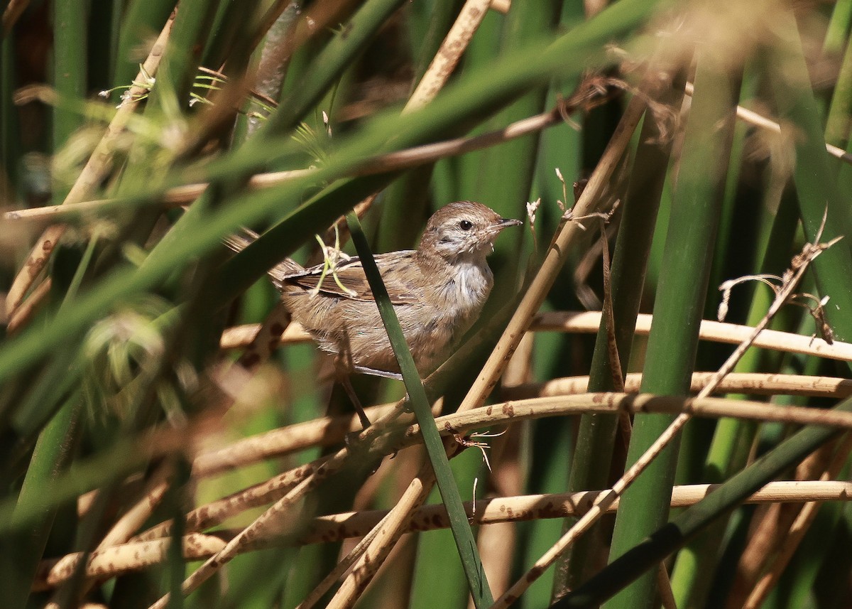 Mégalure menue - ML645761477