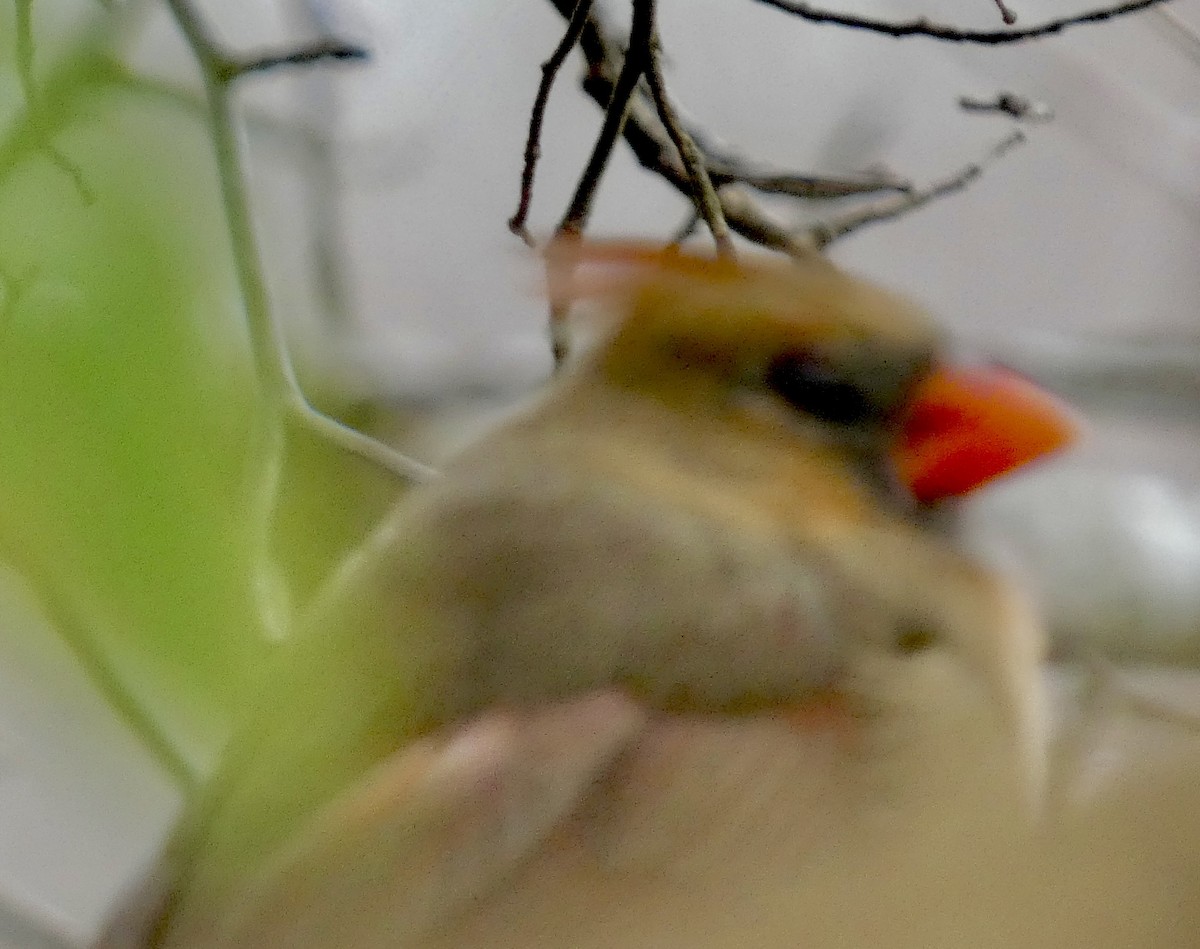 Cardinal rouge - ML645761484