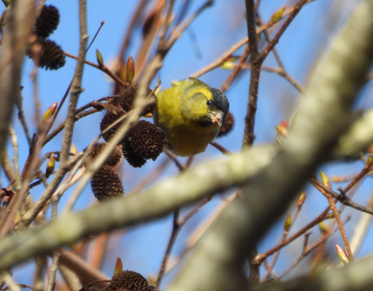 grønnsisik - ML645761495