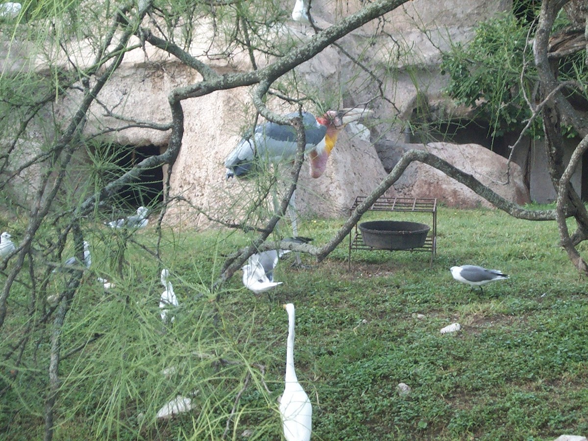 笑鷗 - ML645761500