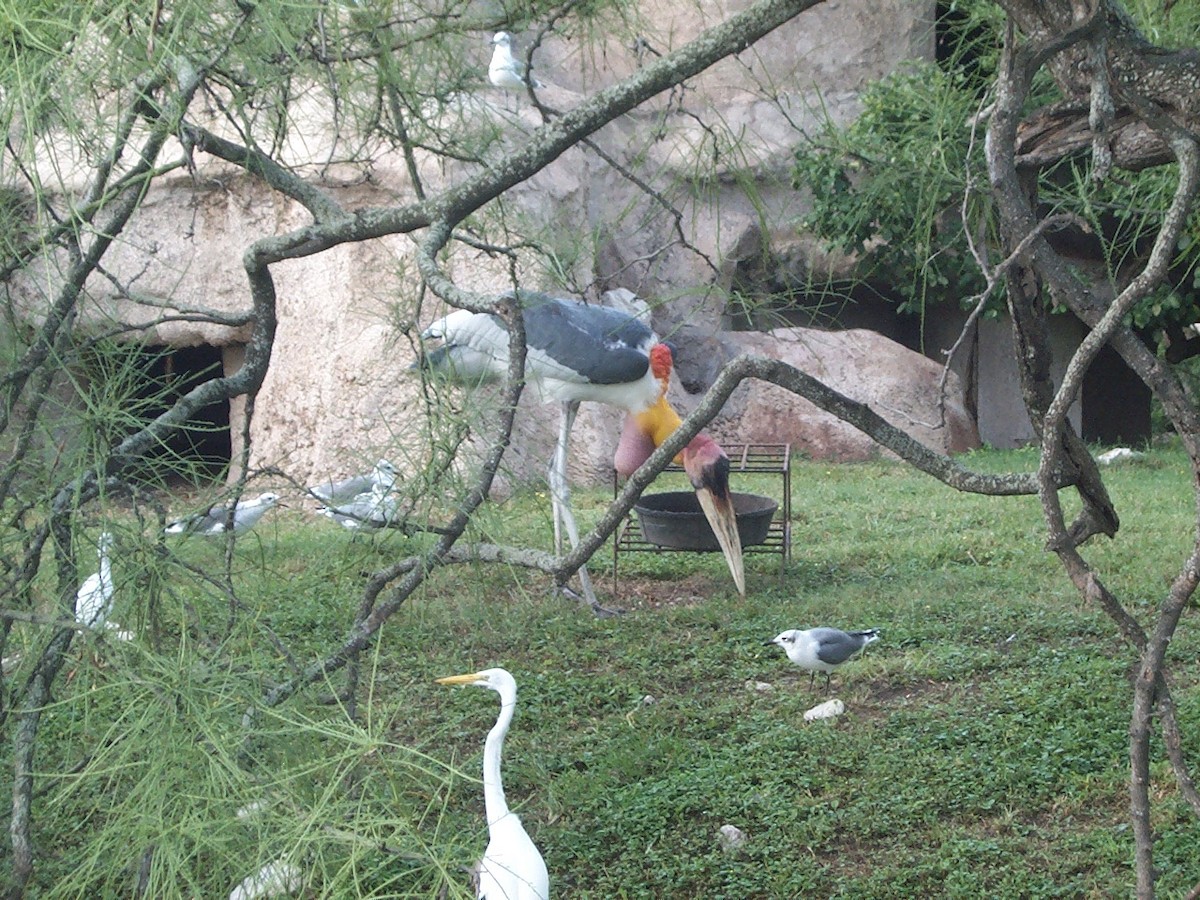 笑鷗 - ML645761501