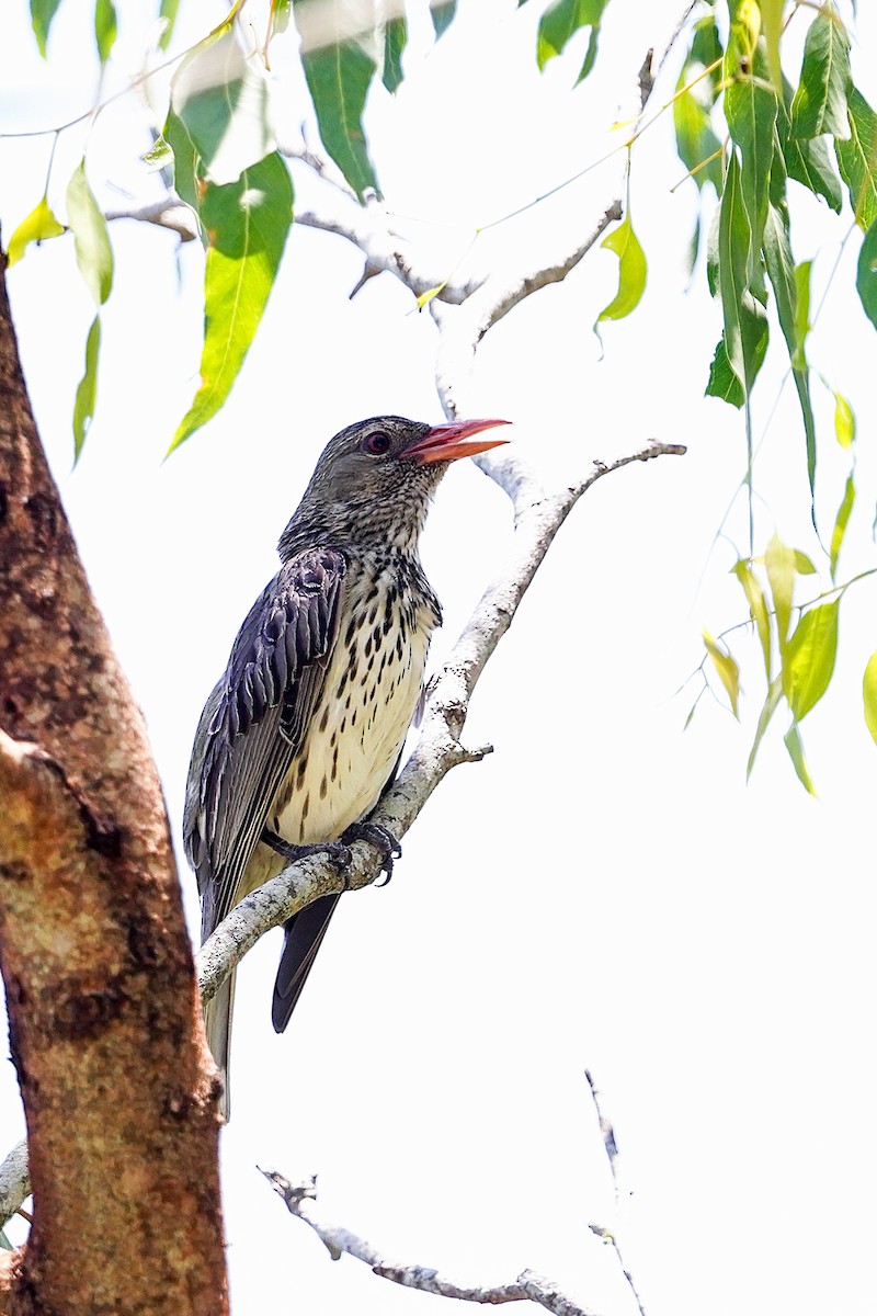 Olive-backed Oriole - ML645761508
