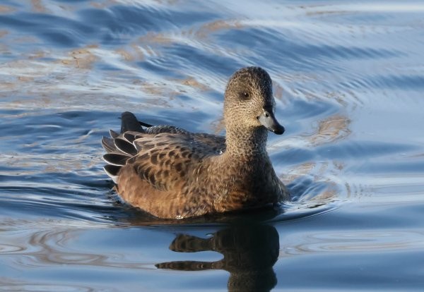 Свищ американський - ML645761513