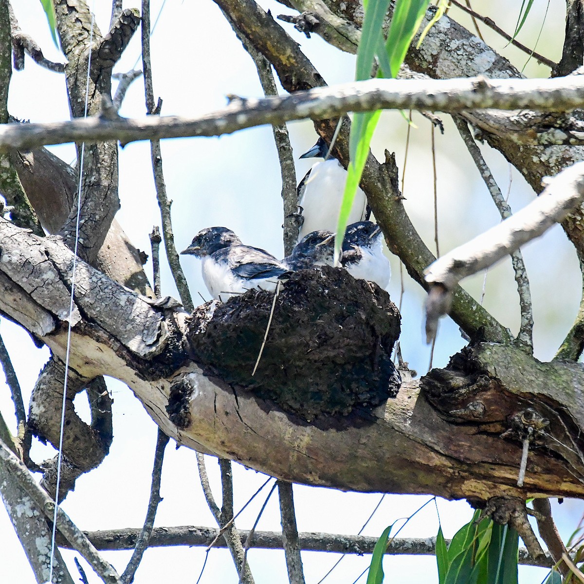 White-breasted Woodswallow - ML645761520