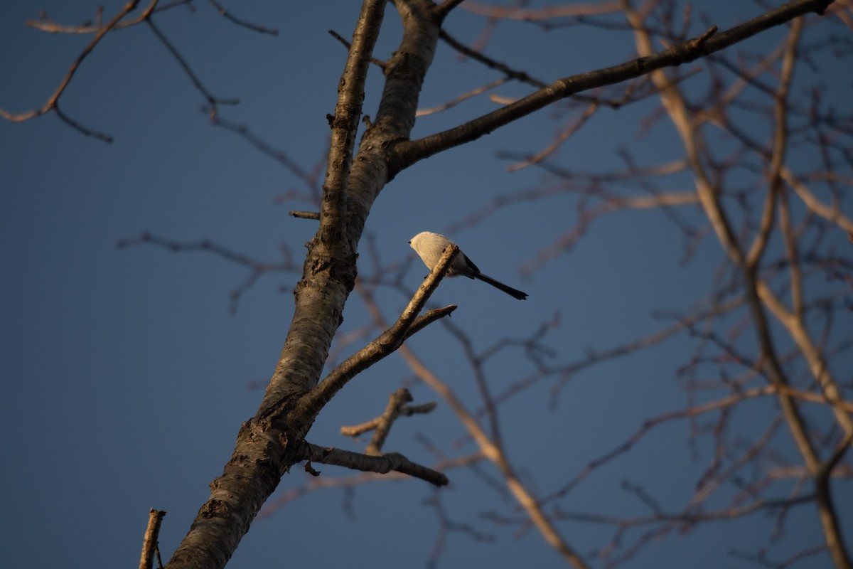 stjertmeis - ML645761529