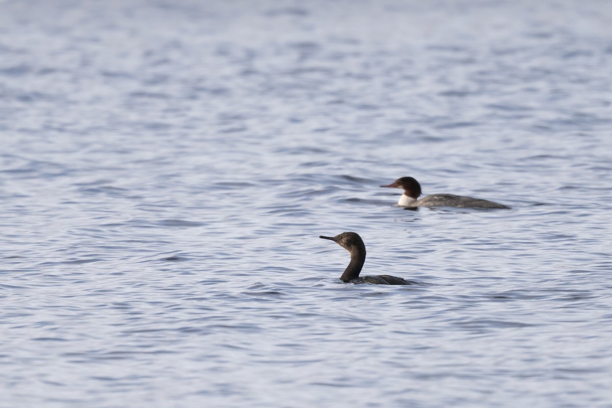 Pelagic Cormorant - ML645761555