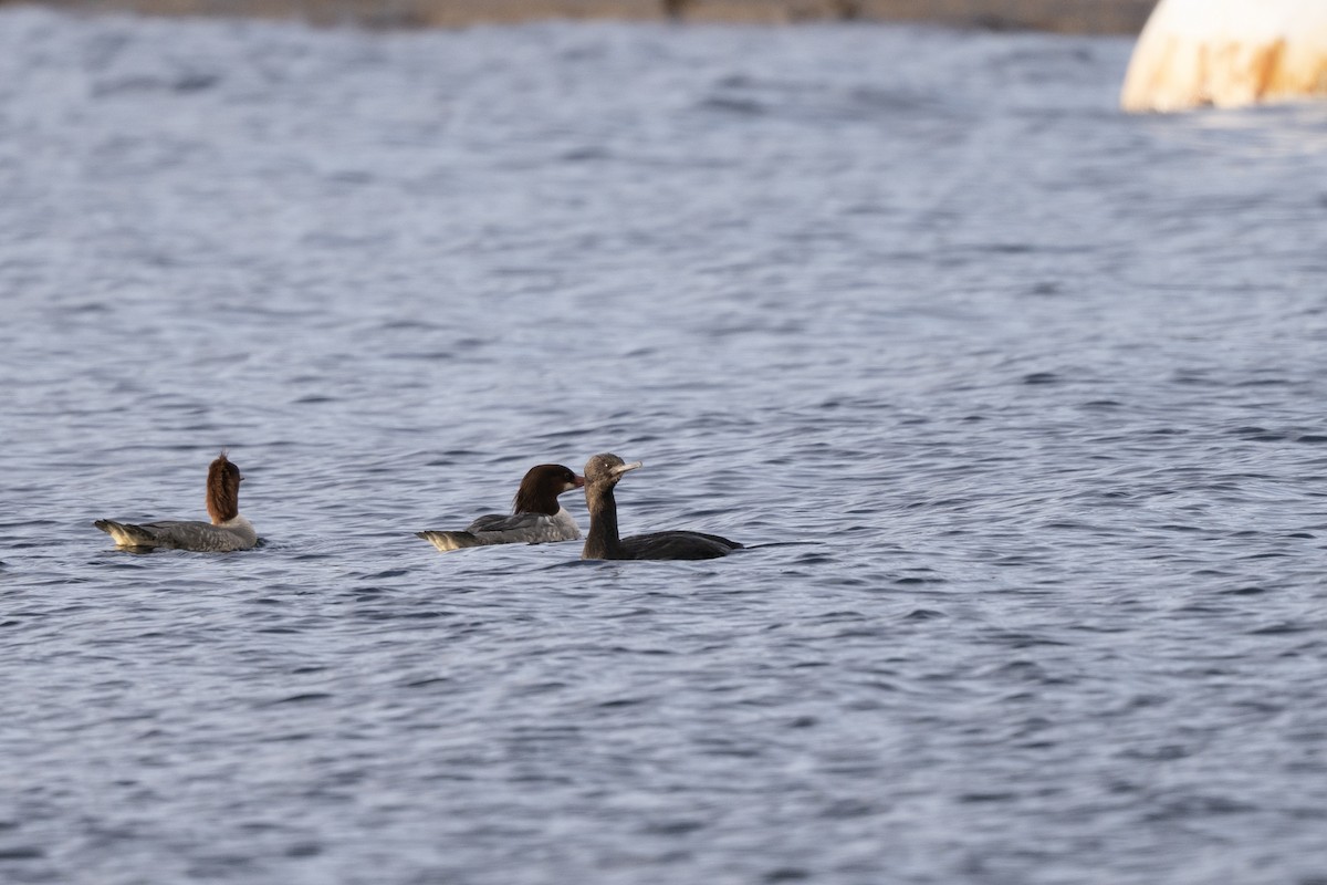 Pelagic Cormorant - ML645761556