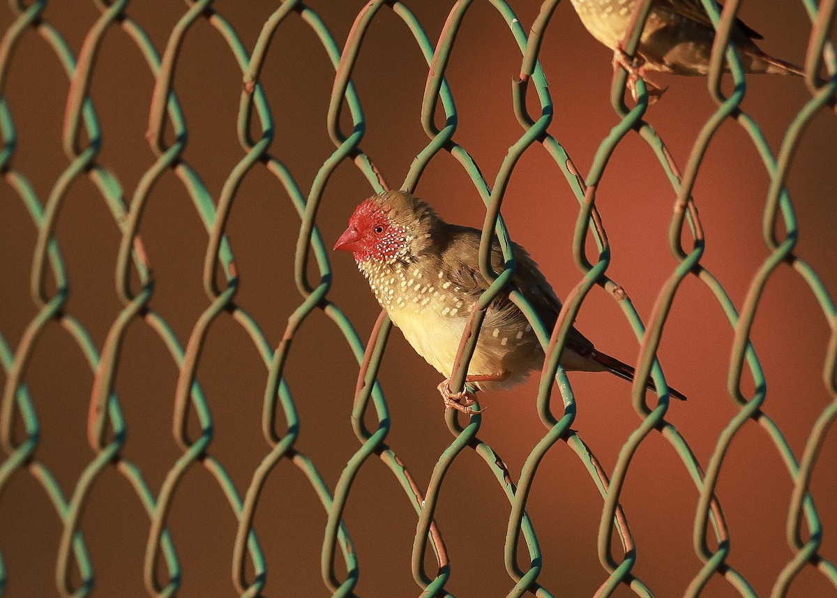 Star Finch - ML645761561