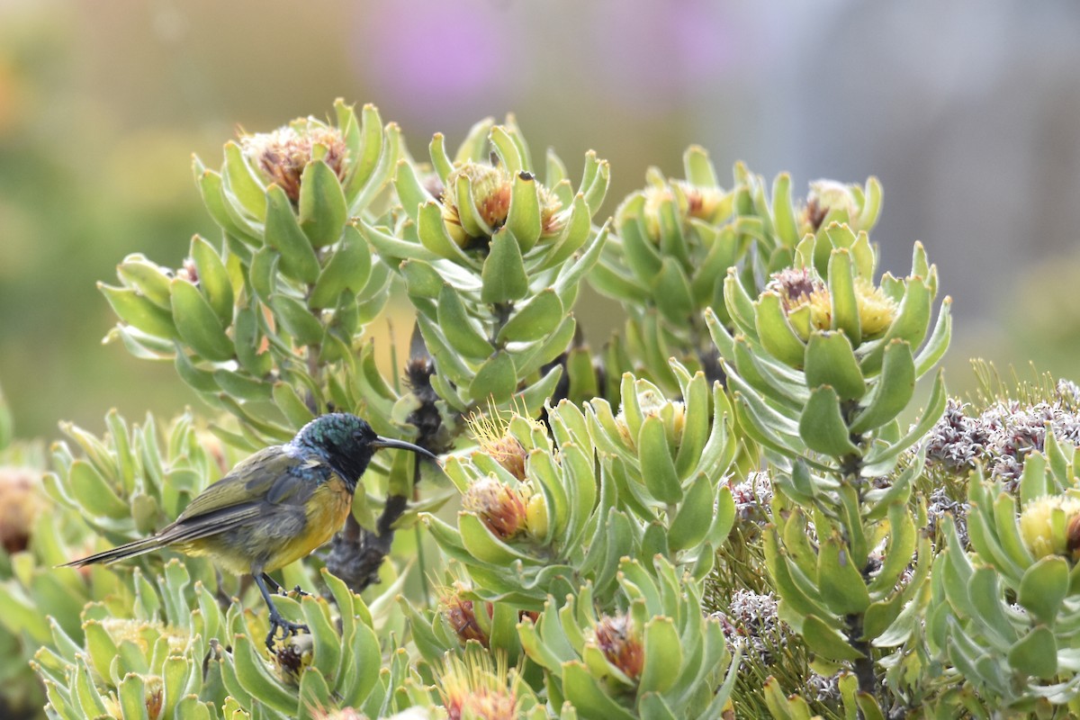 Orange-breasted Sunbird - ML645761569