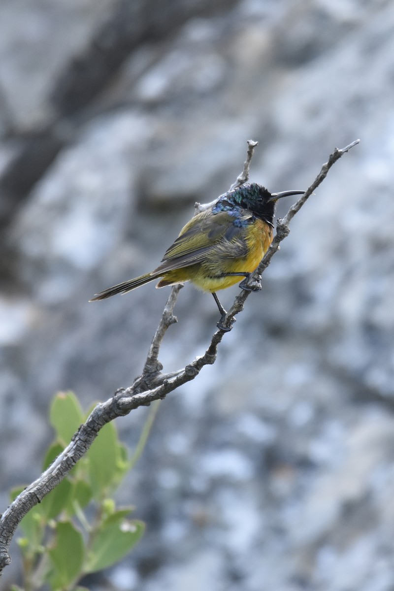 Orange-breasted Sunbird - ML645761570