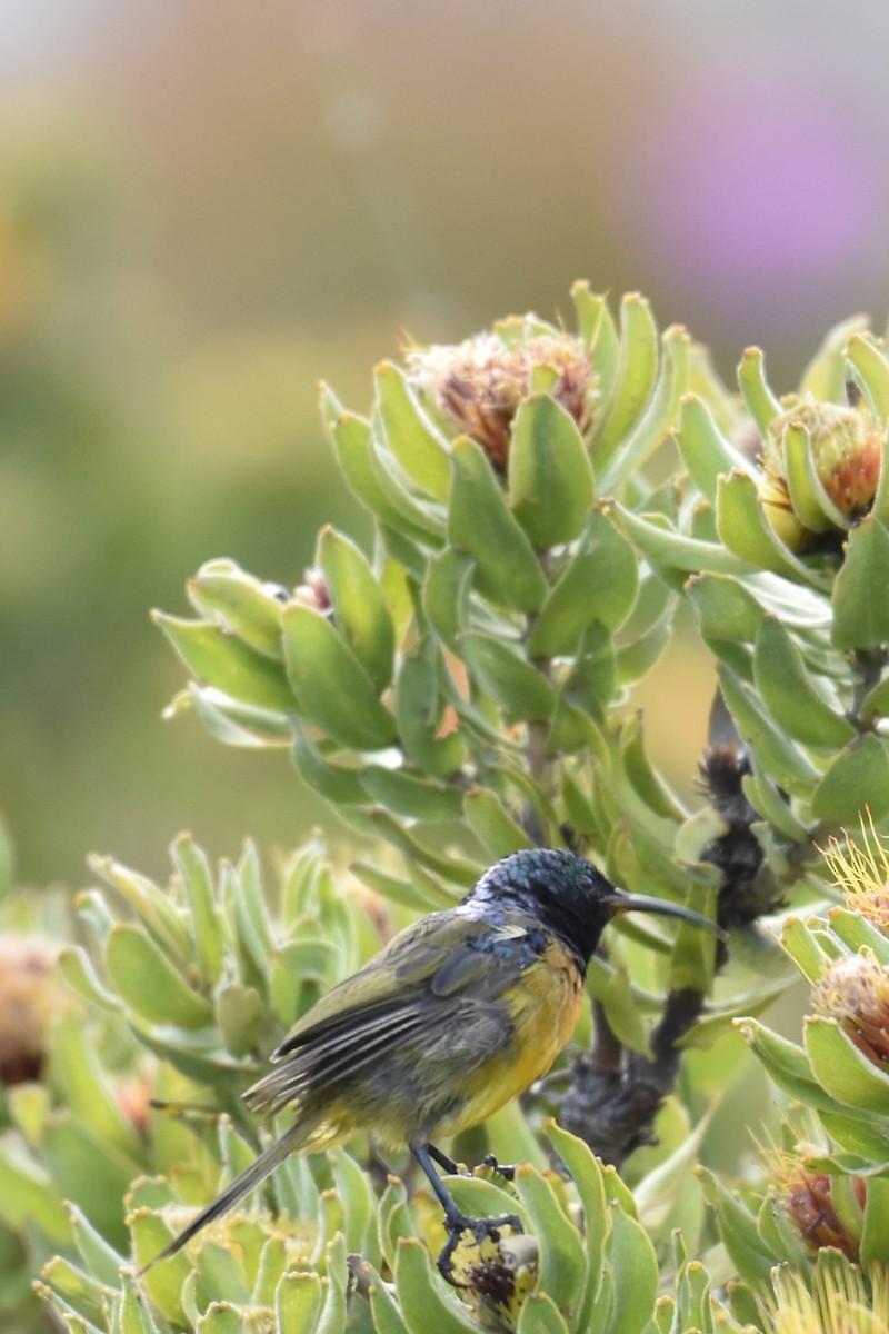Orange-breasted Sunbird - ML645761572