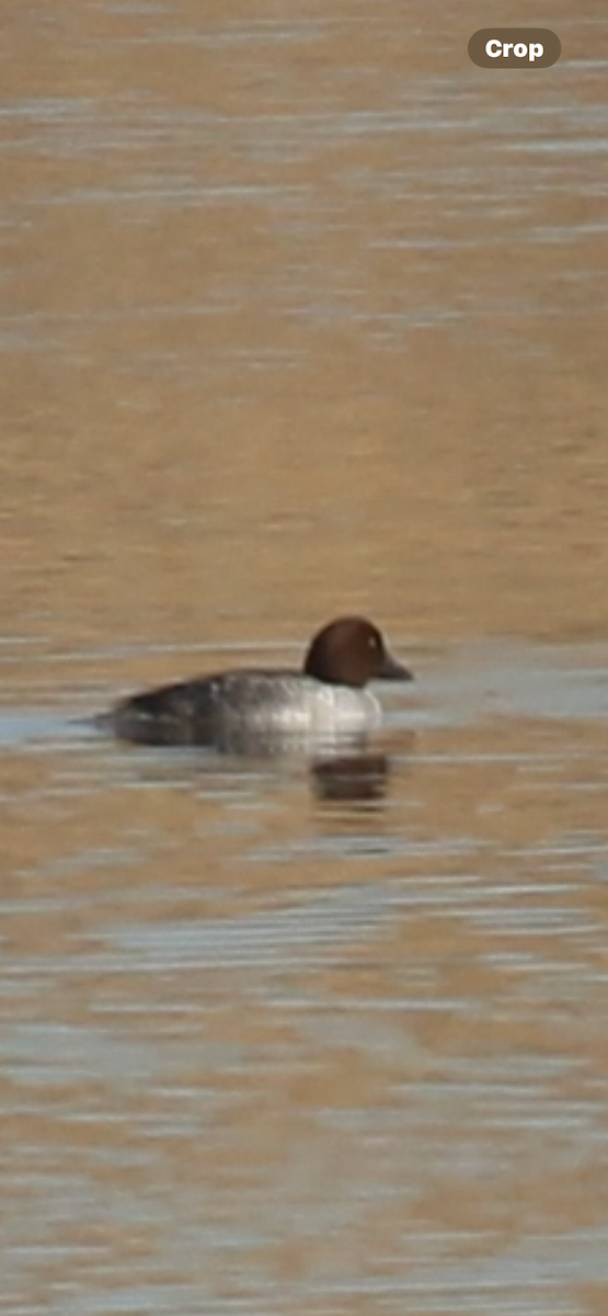 Common Goldeneye - ML645761575