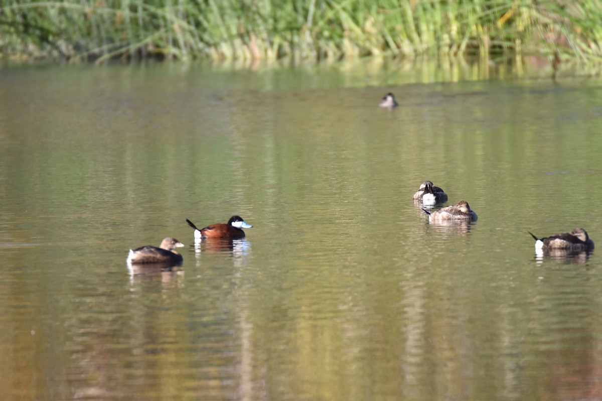 Ruddy Duck - ML645761576