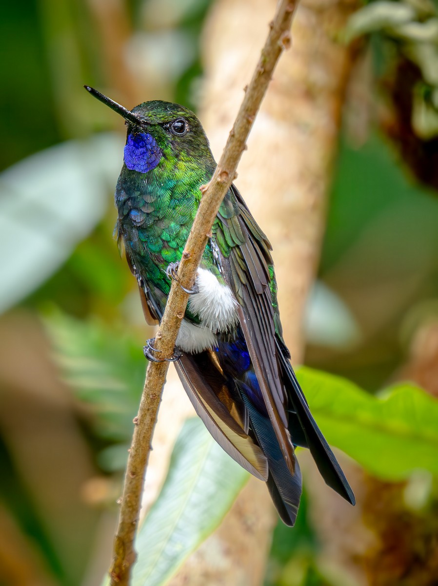 Glowing Puffleg - ML645761578