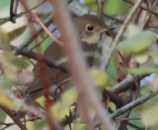 Hermit Thrush - ML645761579