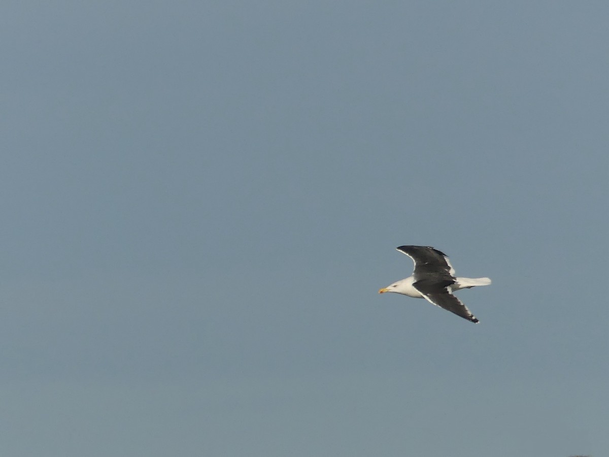 Great Black-backed Gull - ML645761580