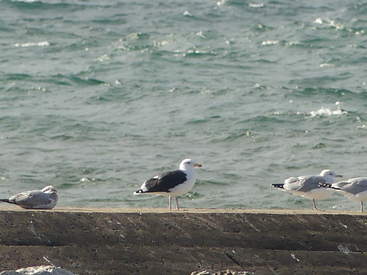 Great Black-backed Gull - ML645761582