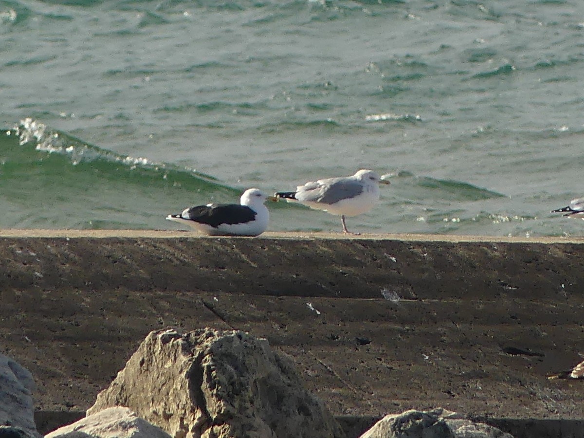 Great Black-backed Gull - ML645761583