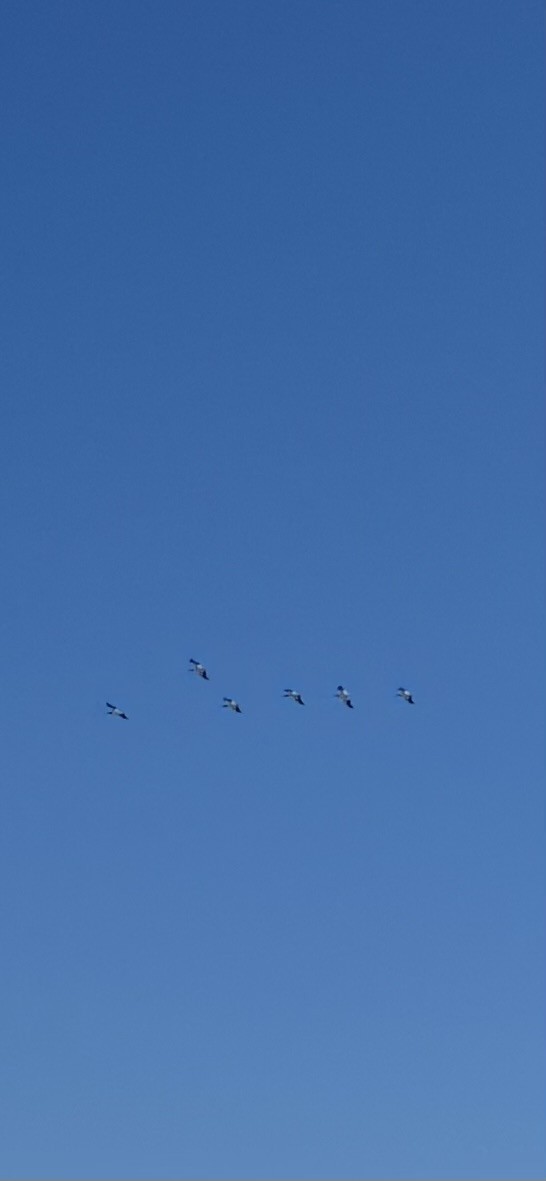 American White Pelican - ML645761584