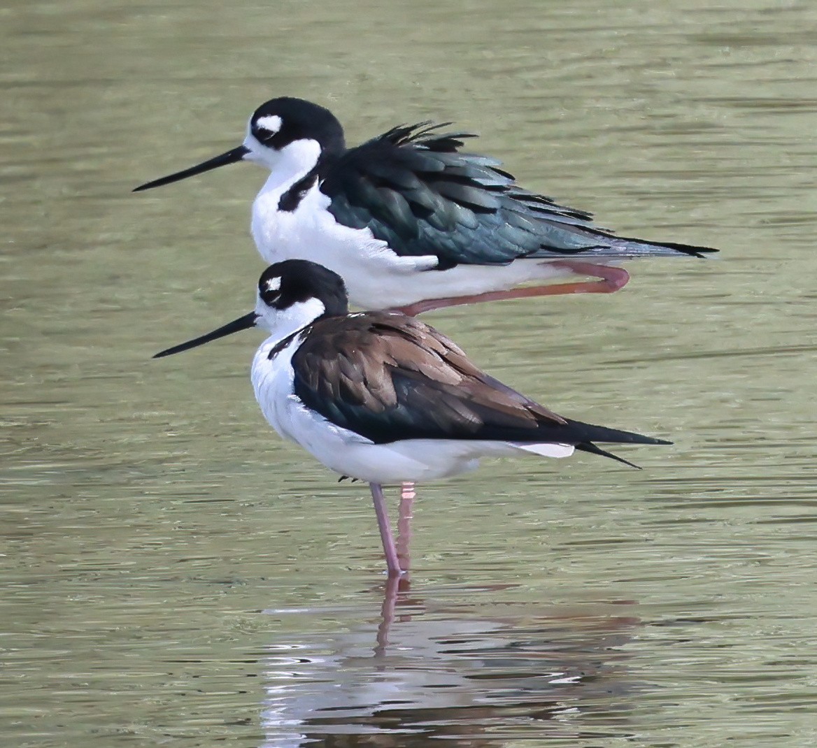 Black-necked Stilt - ML645761585