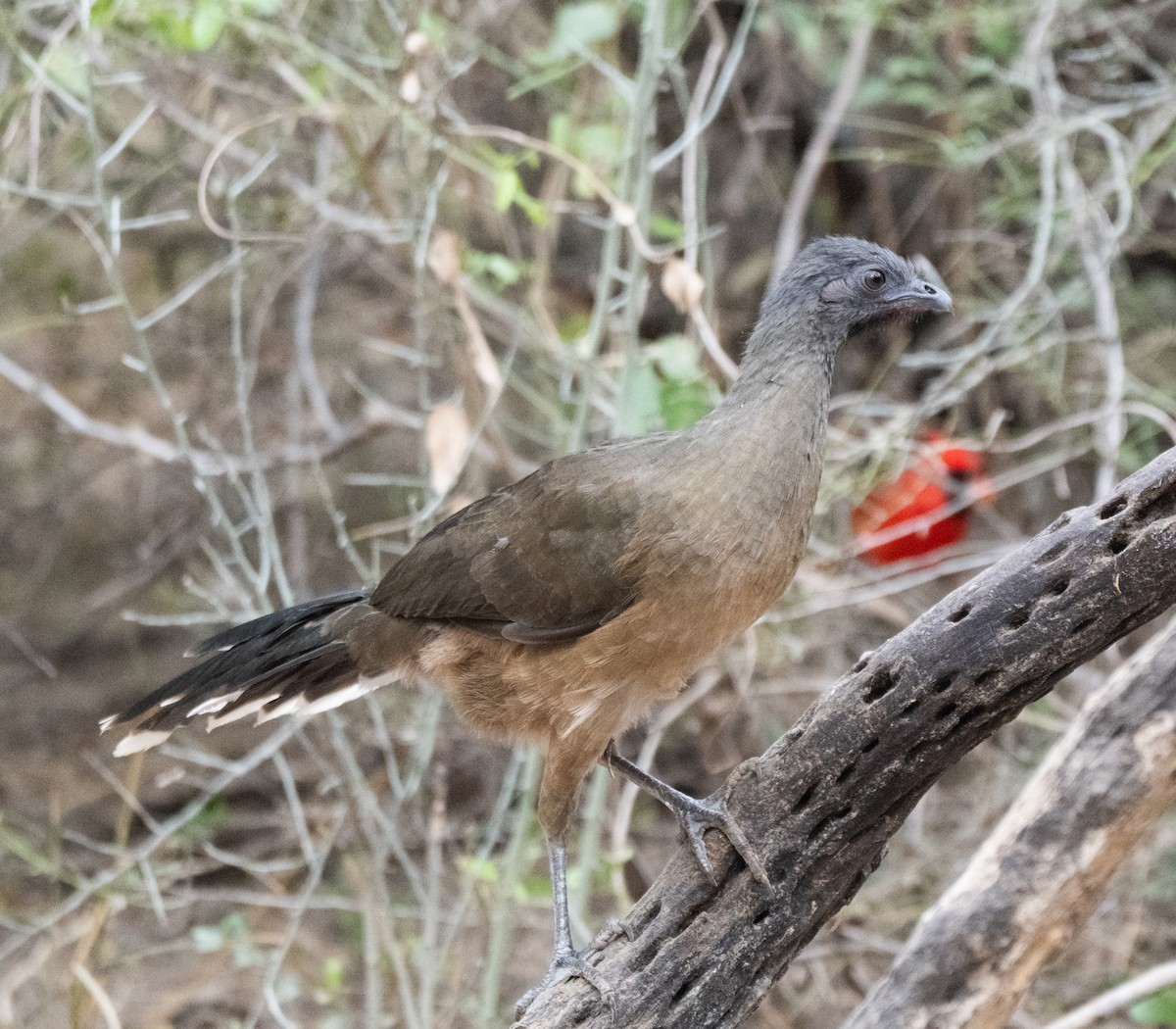 Plain Chachalaca - ML645761586