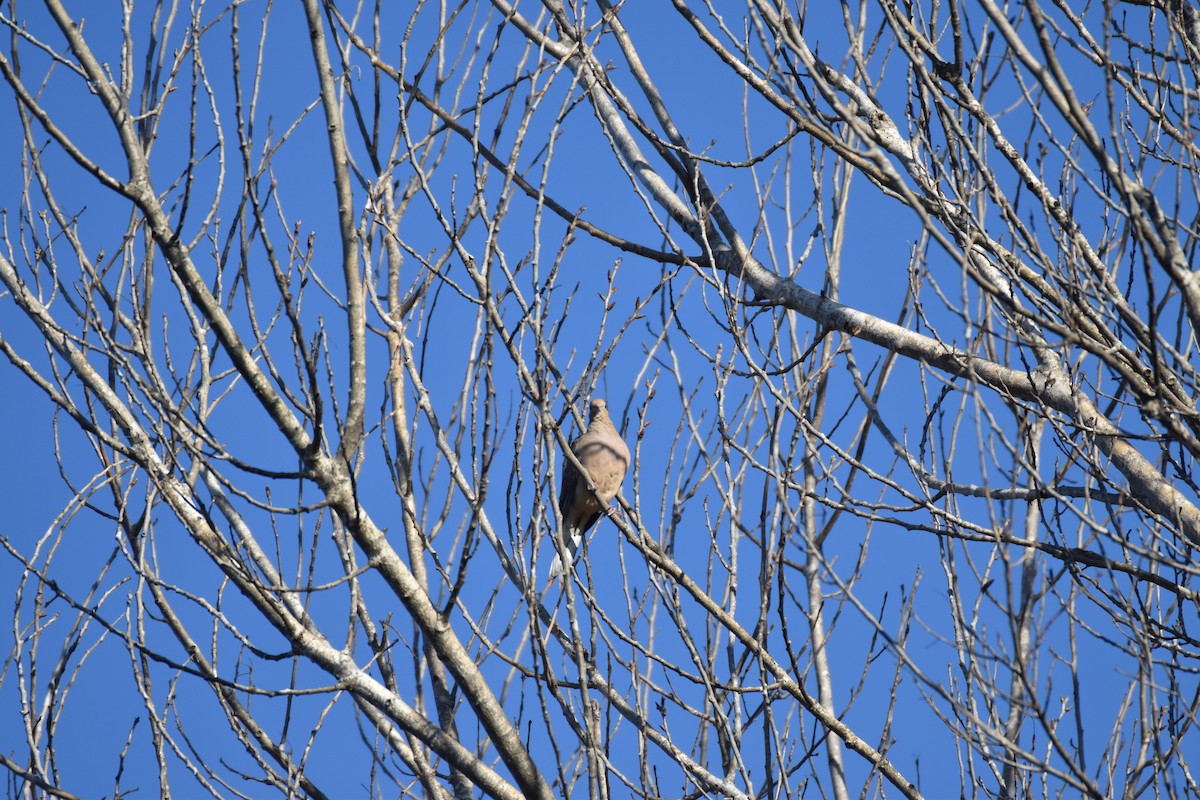 Mourning Dove - ML645761587