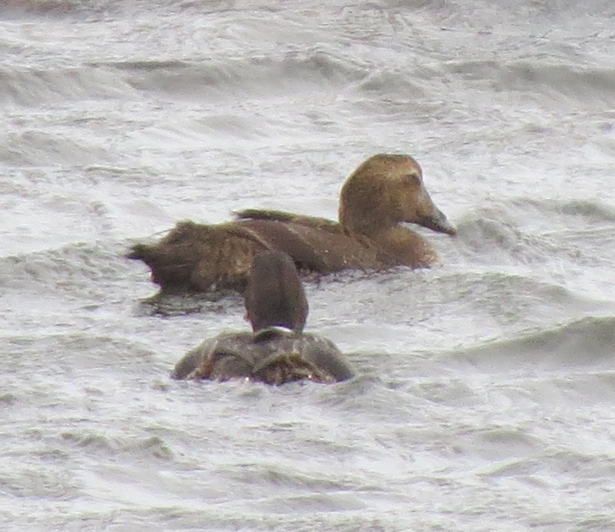 Common Eider - ML645761589