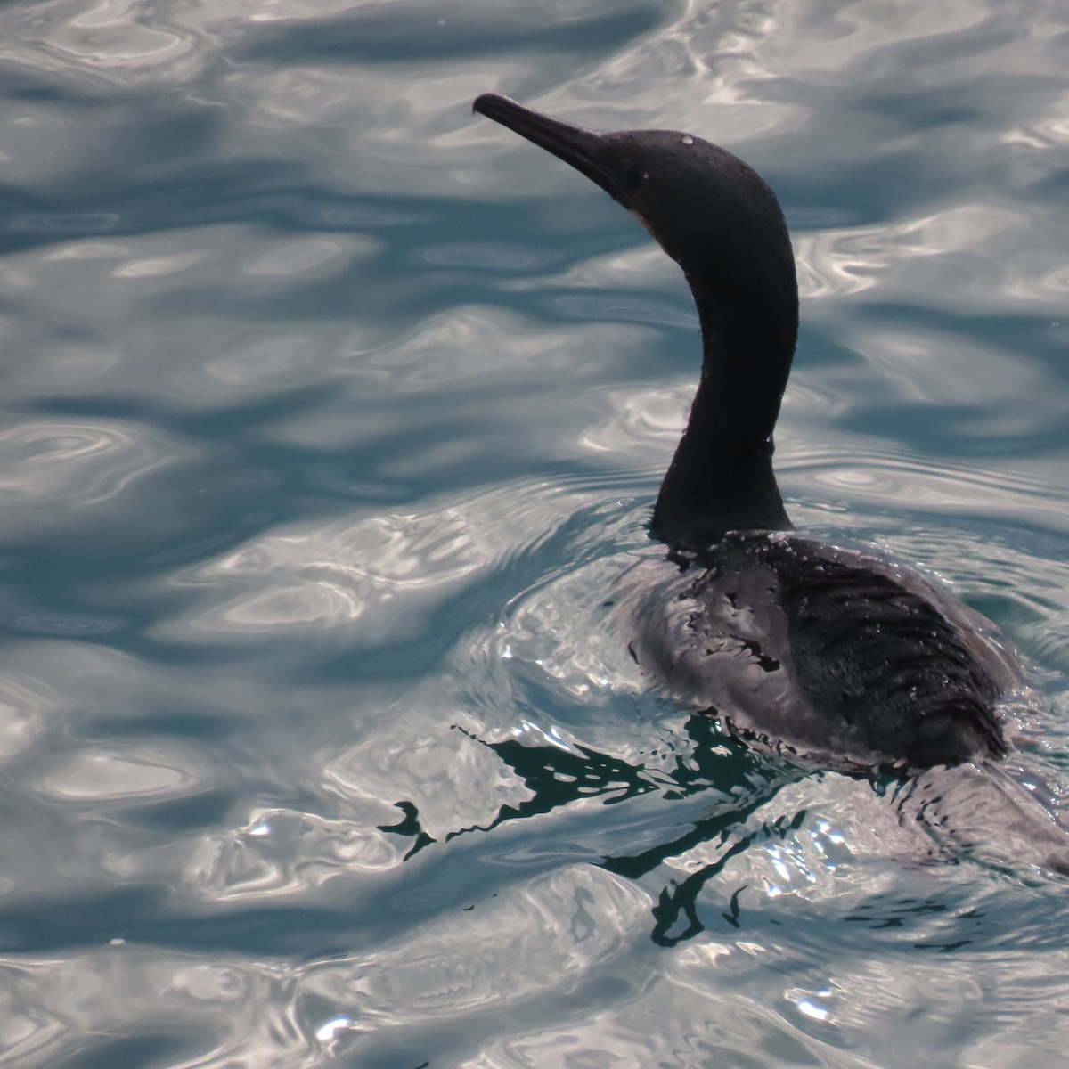 Brandt's Cormorant - ML645761590