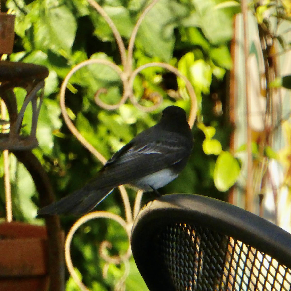 Black Phoebe - ML645761592