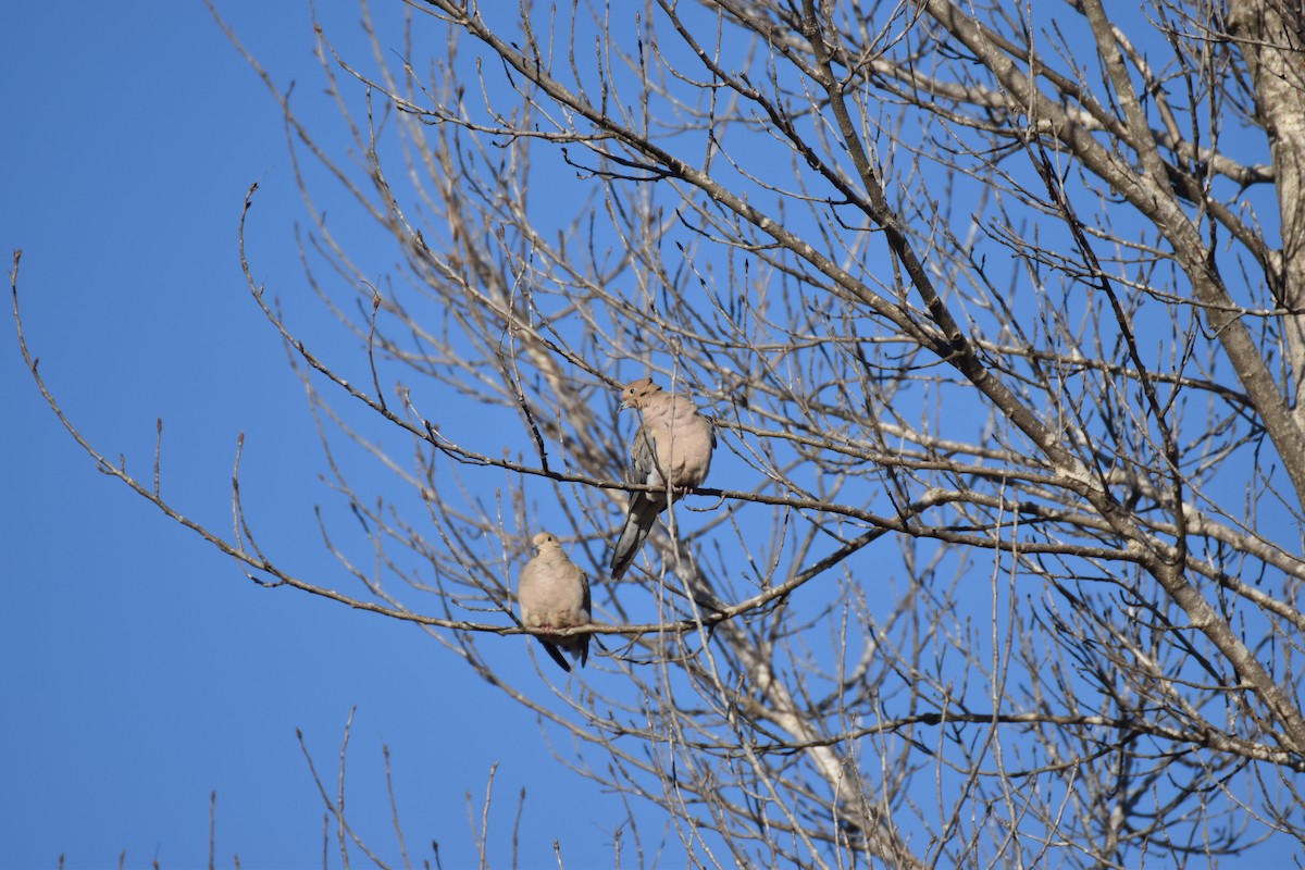 Mourning Dove - ML645761593
