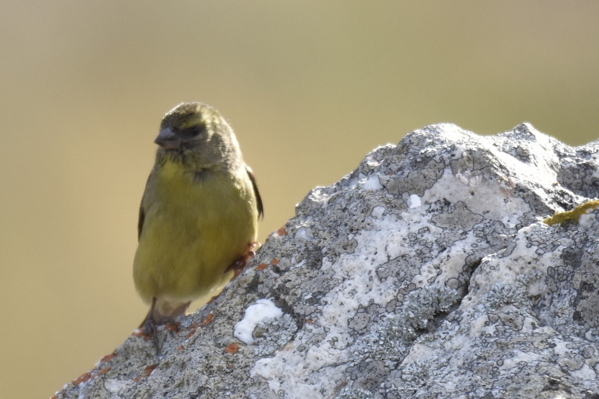 Cape Siskin - ML645761595
