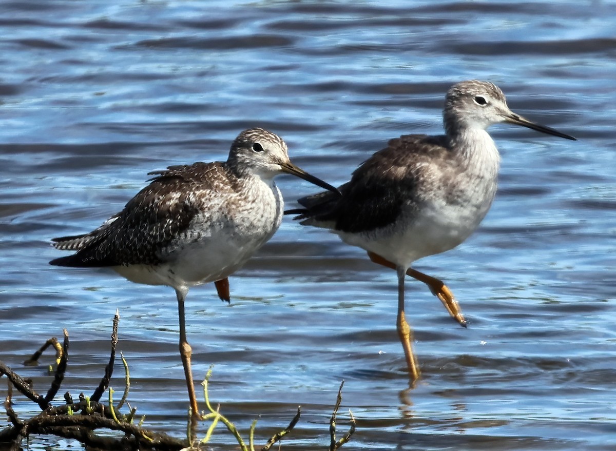 Greater Yellowlegs - ML645761604